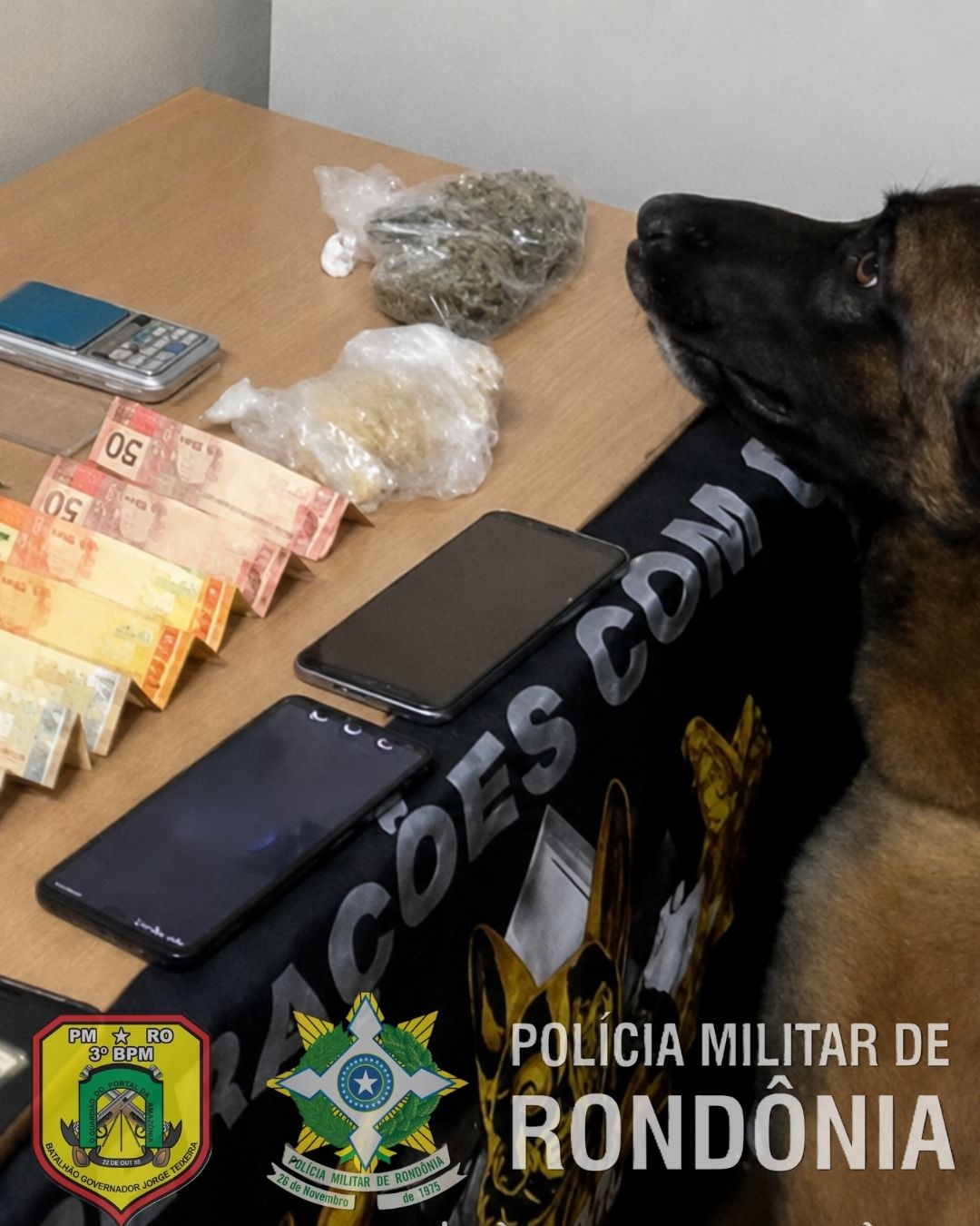 FORÇA TÁTICA E CANIL DA PMRO DESMANTELA PONTO DE VENDA DE DROGAS EM COLORADO DO OESTE